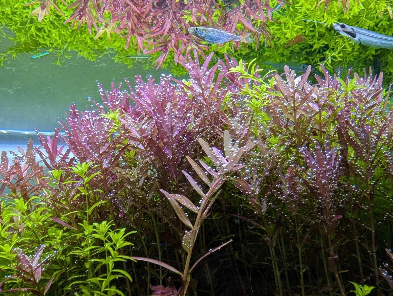 筆者が撮影した赤紫色の葉の有茎草と、隣り合う緑の水草の近景。