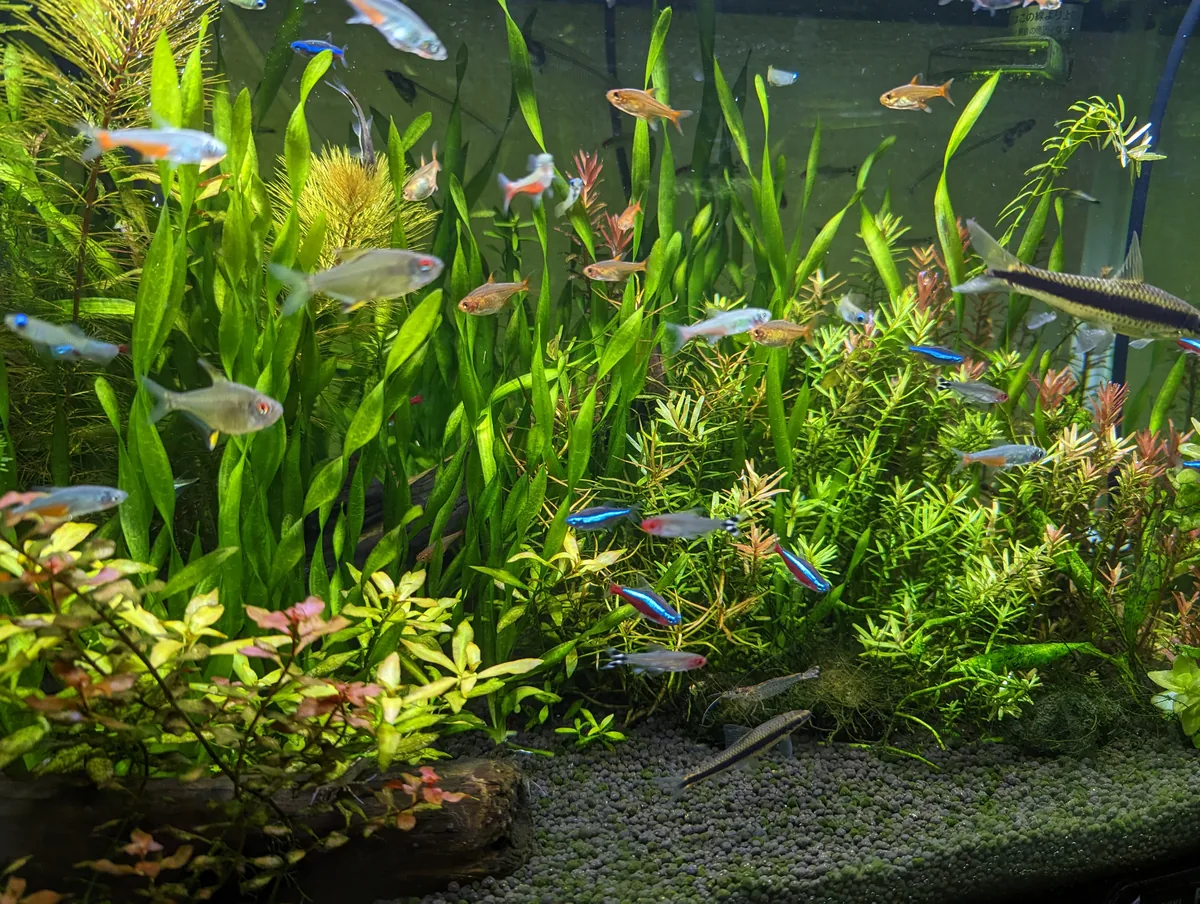 水草のある水槽で複数の小型魚が泳ぐ様子を筆者が撮影した写真