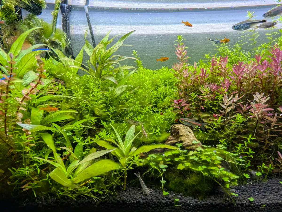 緑と赤みのある水草の間を小型魚が泳ぐ、筆者が撮影した水槽