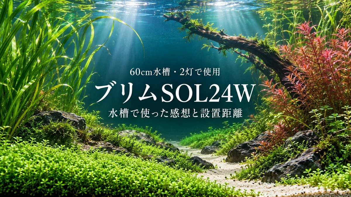 水草と流木、砂の道を配して生成した水景に、ブリムSOL24Wのレビュータイトルを重ねたアイキャッチ。